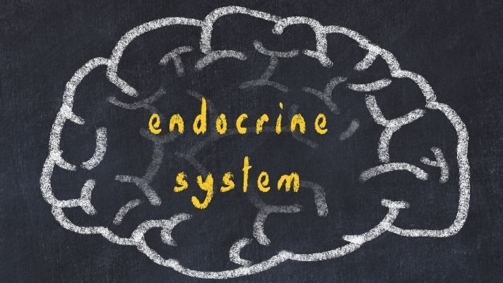 surprising facts about the endocrine system 621e50a8bd0a7